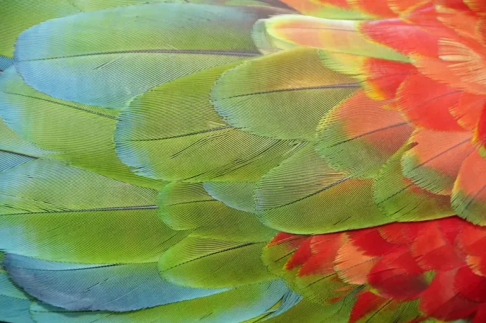 Framed Print : Parrot feathers at Bocas del Toro near Isla Colon, Panama, Central America