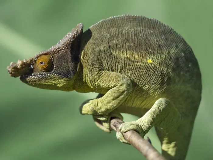 Framed Print : A Parsons chameleon (Calumma parsonii) Framed Print : A Parsons chameleon (Calumma parsonii)