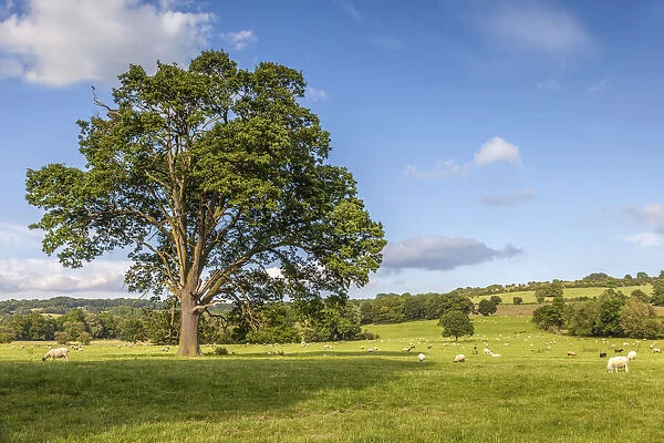 Pasture landscape at Broadway, Cotswolds, Gloucestershire, England