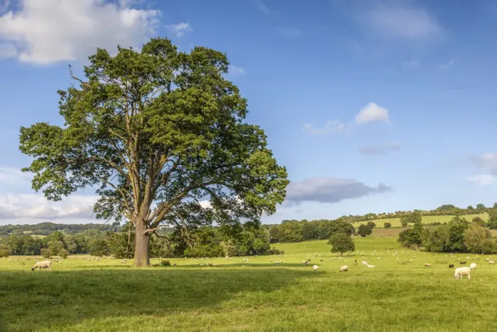 Framed Print : Pasture landscape at Broadway, Cotswolds, Gloucestershire, England Framed Print : Pasture landscape at Broadway, Cotswolds, Gloucestershire, England
