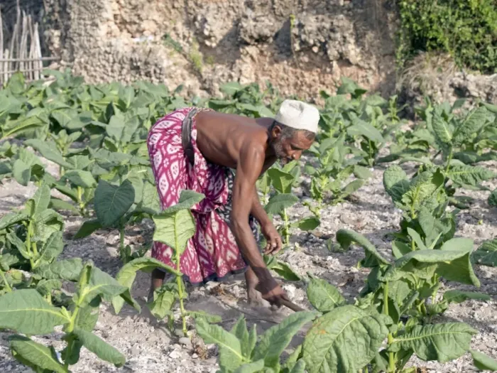 Framed Print : A Pate farmer tends his tobacco crop among the coral