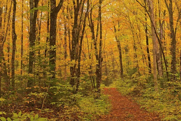 Framed Print : Path in the Acadian forest in autumn foliage. Aroostook, New Brunswick, Canada Framed Print : Path in the Acadian forest in autumn foliage. Aroostook, New Brunswick, Canada
