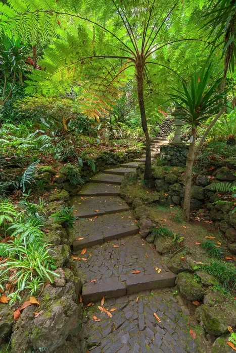 Framed Print : Path amidst green plants leading through Monte Palace Tropical Garden, Funchal, Madeira, Portugal Framed Print : Path amidst green plants leading through Monte Palace Tropical Garden, Funchal, Madeira, Portugal