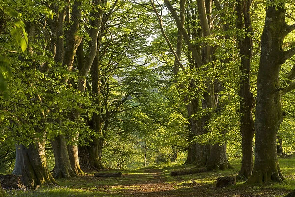 Path through an avenue of mature beech trees, Dartmoor National Park, Devon, England
