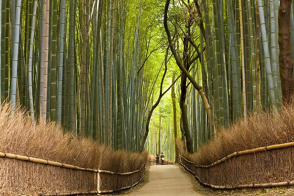 Path through bamboo forest, Kyoto, Japan