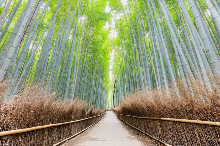 Framed Print : Path Through Bamboo Forest, Sagano, Arashiyama, Kyoto, Japan Framed Print : Path Through Bamboo Forest, Sagano, Arashiyama, Kyoto, Japan