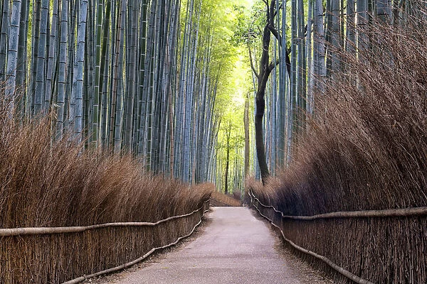 Path Through Bamboo Forest, Sagano, Arashiyama, Kyoto, Japan