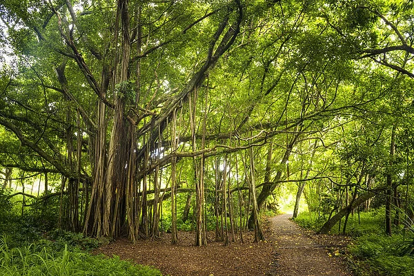 Path by Banyan Tree, Haleakala National Park, Maui, Hawaii, USA