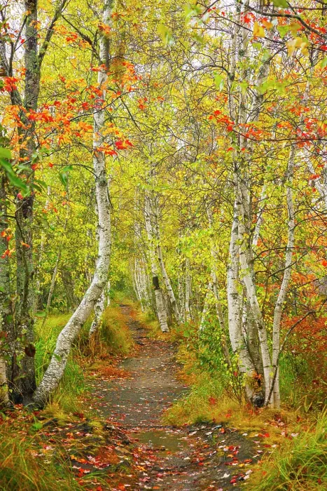 Framed Print : Path through beautiful woodland in autumn on Mount Desert Island, Acadia National Park, Bar Harbor, Maine, United States Framed Print : Path through beautiful woodland in autumn on Mount Desert Island, Acadia National Park, Bar Harbor, Maine, United States
