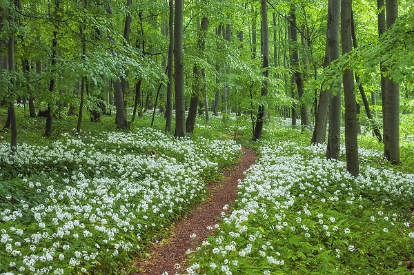 Path through beech forest with blooming wild garlic (Allium ursinum), Hainich National Park, Thuringia, Germany, Europe