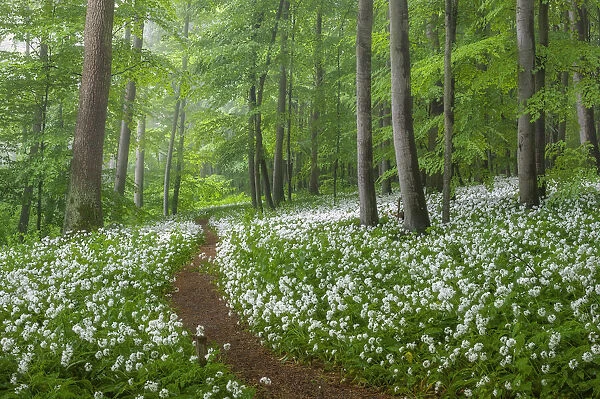 Path through beech forest with blooming wild garlic (Allium ursinum), Hainich National Park, Thuringia, Germany, Europe