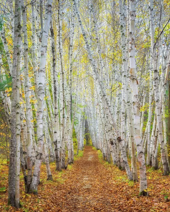 Framed Print : Path with birch trees in autumn, Campton, New Hampshire, USa
