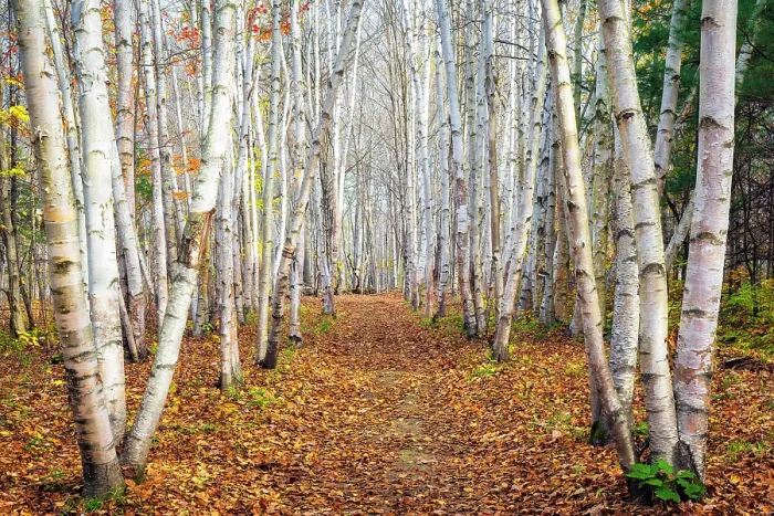 Framed Print : Path with birch trees in autumn, Campton, New Hampshire, USa Framed Print : Path with birch trees in autumn, Campton, New Hampshire, USa
