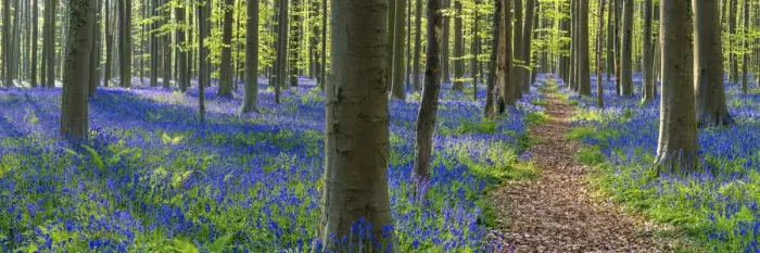 Framed Print : Path through Bluebell Flowers (Hyacinthoides non-scripta) and Beech Forest, Hallerbos Framed Print : Path through Bluebell Flowers (Hyacinthoides non-scripta) and Beech Forest, Hallerbos