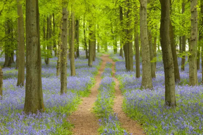 Framed Print : Path through Bluebell Wood, Dockey Wood, Ashridge Estate, Hertfordshire, England Framed Print : Path through Bluebell Wood, Dockey Wood, Ashridge Estate, Hertfordshire, England