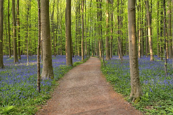 Path Through Bluebell Wood, Hallerbos, Belgium