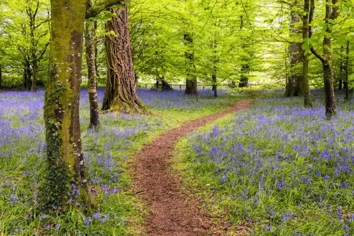 Framed Print : Path Through Bluebells, Tehidy Country Park, Cornwall, England