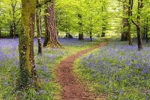 Path Through Bluebells, Tehidy Country Park, Cornwall, England
