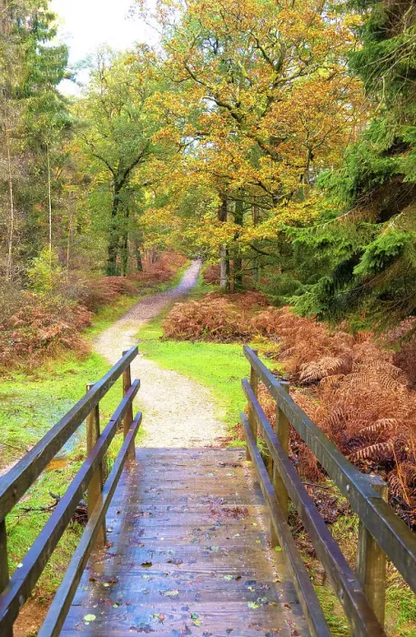 Framed Print : A path in Bolderwood, New Forest National Park, Hampshire, England