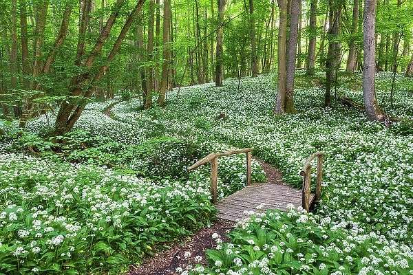 Path through deciduous forest with blooming wild garlic (Allium ursinum), ramsons, Hainich National Park, Unesco World Heritage, Old Beech Forests of Germany Thuringia, Germany