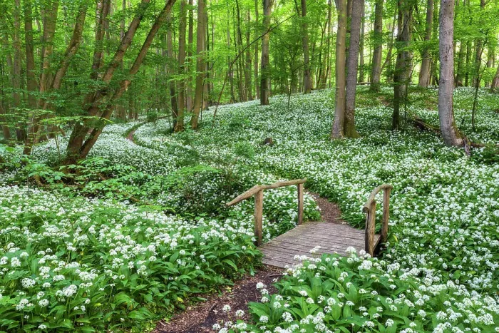 Framed Print : Path through deciduous forest with blooming wild garlic (Allium ursinum), ramsons, Hainich National Park, Unesco World Heritage, Old Beech Forests of Germany Thuringia, Germany Framed Print : Path through deciduous forest with blooming wild garlic (Allium ursinum), ramsons, Hainich National Park, Unesco World Heritage, Old Beech Forests of Germany Thuringia, Germany