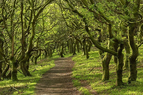 Path through deciduous woodland in St Mary's Vale below Sugar Loaf mountain, Bannau Brycheiniog (formerly Brecon Beacons), Abergavenny, Powys, Wales, UK. Spring (May) 2019