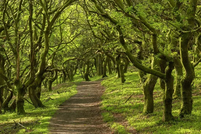 Framed Print : Path through deciduous woodland in St Mary's Vale below Sugar Loaf mountain, Bannau Brycheiniog (formerly Brecon Beacons), Abergavenny, Powys, Wales, UK. Spring (May) 2019 Framed Print : Path through deciduous woodland in St Mary's Vale below Sugar Loaf mountain, Bannau Brycheiniog (formerly Brecon Beacons), Abergavenny, Powys, Wales, UK. Spring (May) 2019