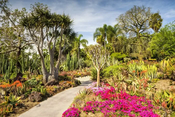 Framed Print : Path Through Desert Garden, Huntington Botanical Gardens, San Marino, California, USA Framed Print : Path Through Desert Garden, Huntington Botanical Gardens, San Marino, California, USA