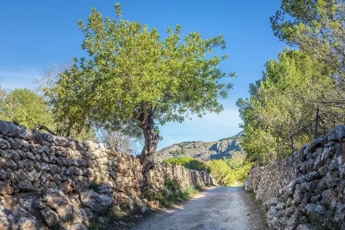 Framed Print : Path between Es Capdella and Finca Publica Galatzo, Mallorca, Balearic Islands, Spain Framed Print : Path between Es Capdella and Finca Publica Galatzo, Mallorca, Balearic Islands, Spain
