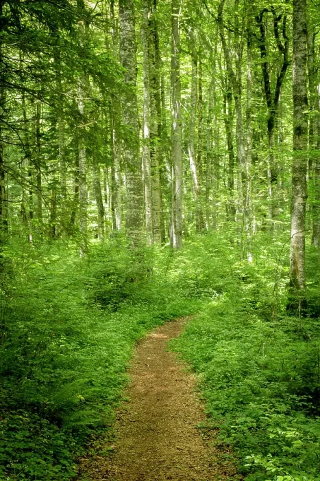 Framed Print : Path through forest in the Durmitor National Park, Montenegro Framed Print : Path through forest in the Durmitor National Park, Montenegro