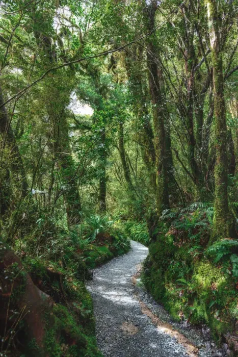Framed Print : Path through the forest in the Fjordland National Park, New Zealand Framed Print : Path through the forest in the Fjordland National Park, New Zealand
