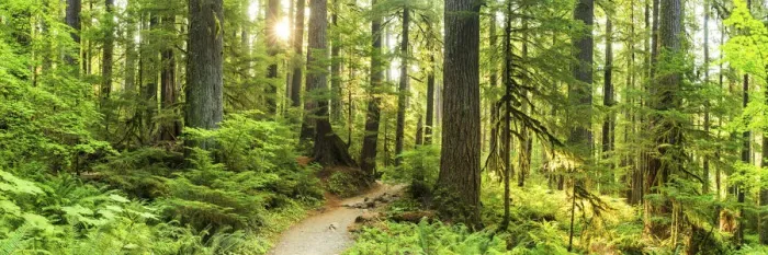 Framed Print : Path Through Forest, Sol Duc, Olympic National Park, Washington, USA Framed Print : Path Through Forest, Sol Duc, Olympic National Park, Washington, USA