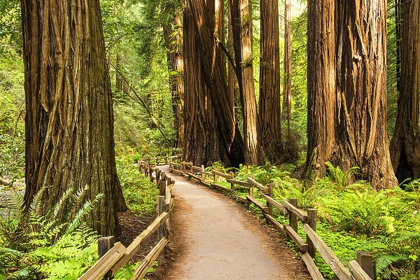 Path Through Giant Redwoods, Muir Woods National Monument, California, USA