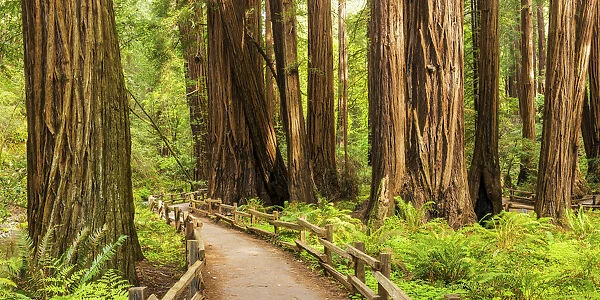 Path Through Giant Redwoods, Muir Woods National Monument, California, USA