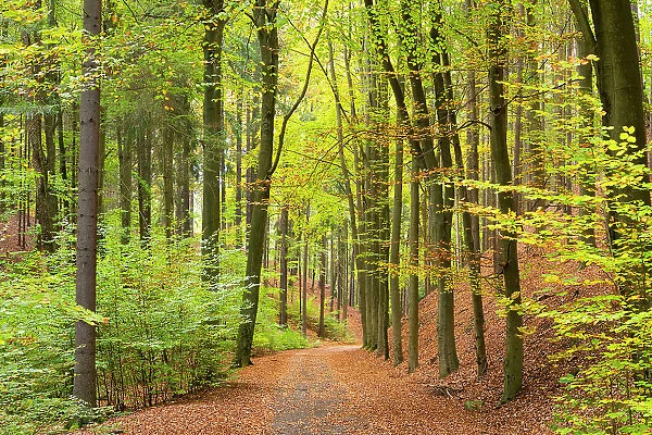Path leading through forest, Hruba Skala, Bohemian Paradise Protected Landscape Area, Semily District, Liberec Region, Bohemia, Czech Republic