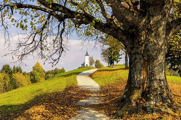 Path Leading to Jamnik Church in Autumn, Slovenia