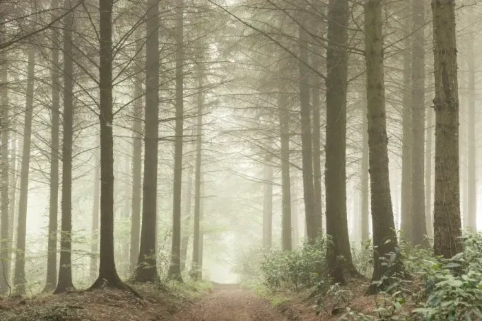 Framed Print : Path leading through a misty coniferous woodland, Devon, England