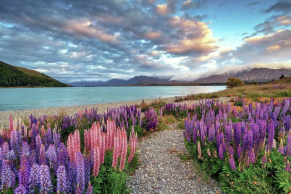 Path Through Lupins Along Lake Tekapo, South Island, New Zealand