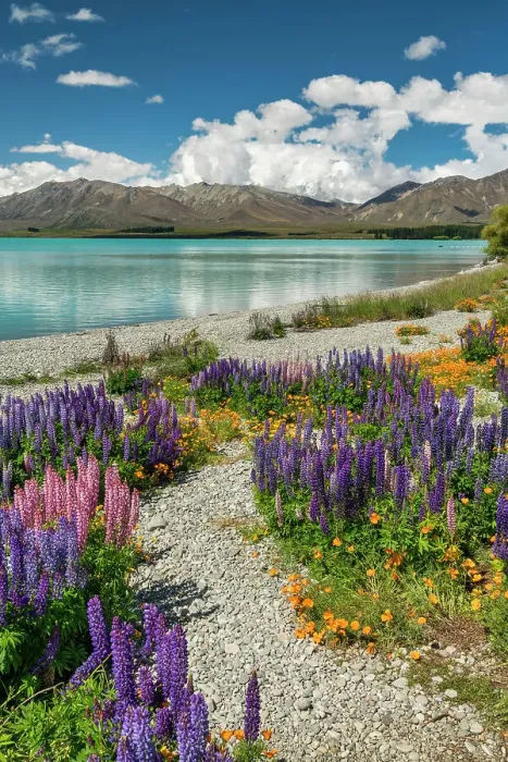 Framed Print : Path Through Lupins Along Lake Tekapo, South Island, New Zealand Framed Print : Path Through Lupins Along Lake Tekapo, South Island, New Zealand