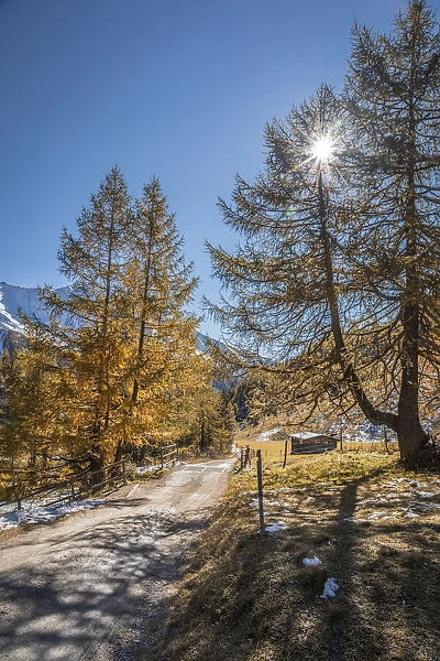 Path through the old larch forest in Koednitztal, Kals am Grossglockner, East Tyrol, Austria