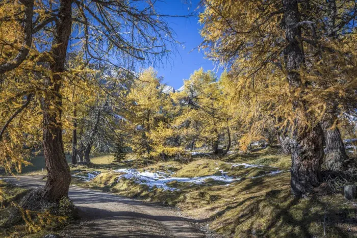 Framed Print : Path through the old larch forest in Koednitztal, Kals am Grossglockner, East Tyrol, Austria Framed Print : Path through the old larch forest in Koednitztal, Kals am Grossglockner, East Tyrol, Austria