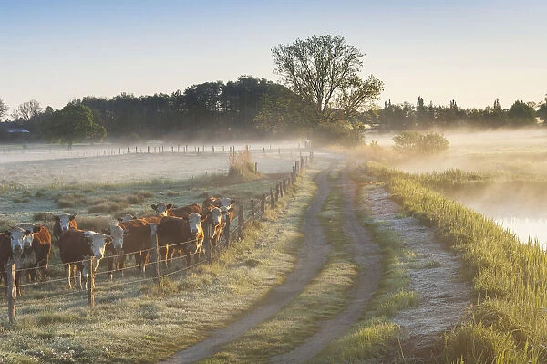 Path along pasture with e herd of Cows in the morning light, Schaalsee