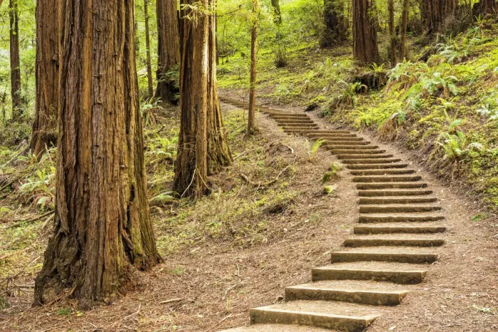 Framed Print : Path Up Through Redwoods, Muir Woods National Monument, California, USA Framed Print : Path Up Through Redwoods, Muir Woods National Monument, California, USA