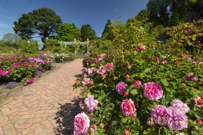 Framed Print : Path Through Rose Garden, Bodnant Gardens, near Tal-y-Cafn, Conwy, Wales Framed Print : Path Through Rose Garden, Bodnant Gardens, near Tal-y-Cafn, Conwy, Wales