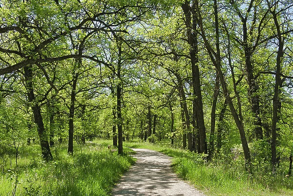 Path in the Seine River Forest in spring, Winnipeg, Manitoba, Canada