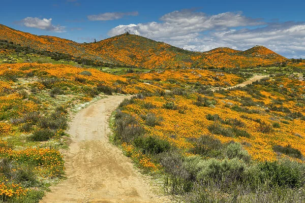 Path Through Super Bloom of California Poppies, near Lake Elsinore, California, USA
