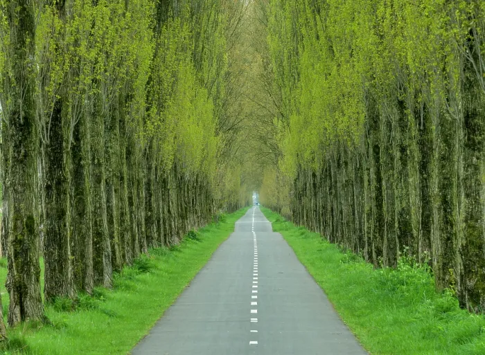 Framed Print : Path Through Trees, Groningen, Holland, Netherlands