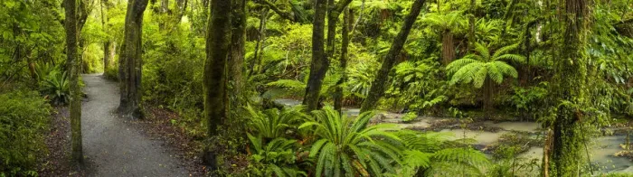 Framed Print : Path Through Tropical Rain Forest, The Catlins, New Zealand Framed Print : Path Through Tropical Rain Forest, The Catlins, New Zealand