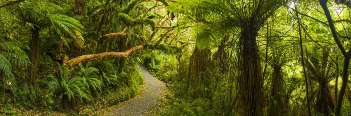 Framed Print : Path Through Tropical Rainforest, The Catlins, New Zealand Framed Print : Path Through Tropical Rainforest, The Catlins, New Zealand