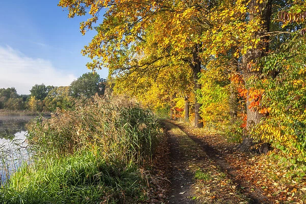 Path in the Upper Lusatian pond landscape in autumn, biosphere reserve, Upper Lusatia